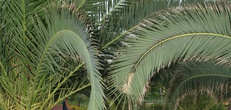 Отели в Белек